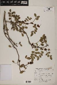 Zanthoxylum fagara image