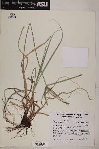 Cyperus mutisii image