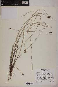 Cyperus niger image