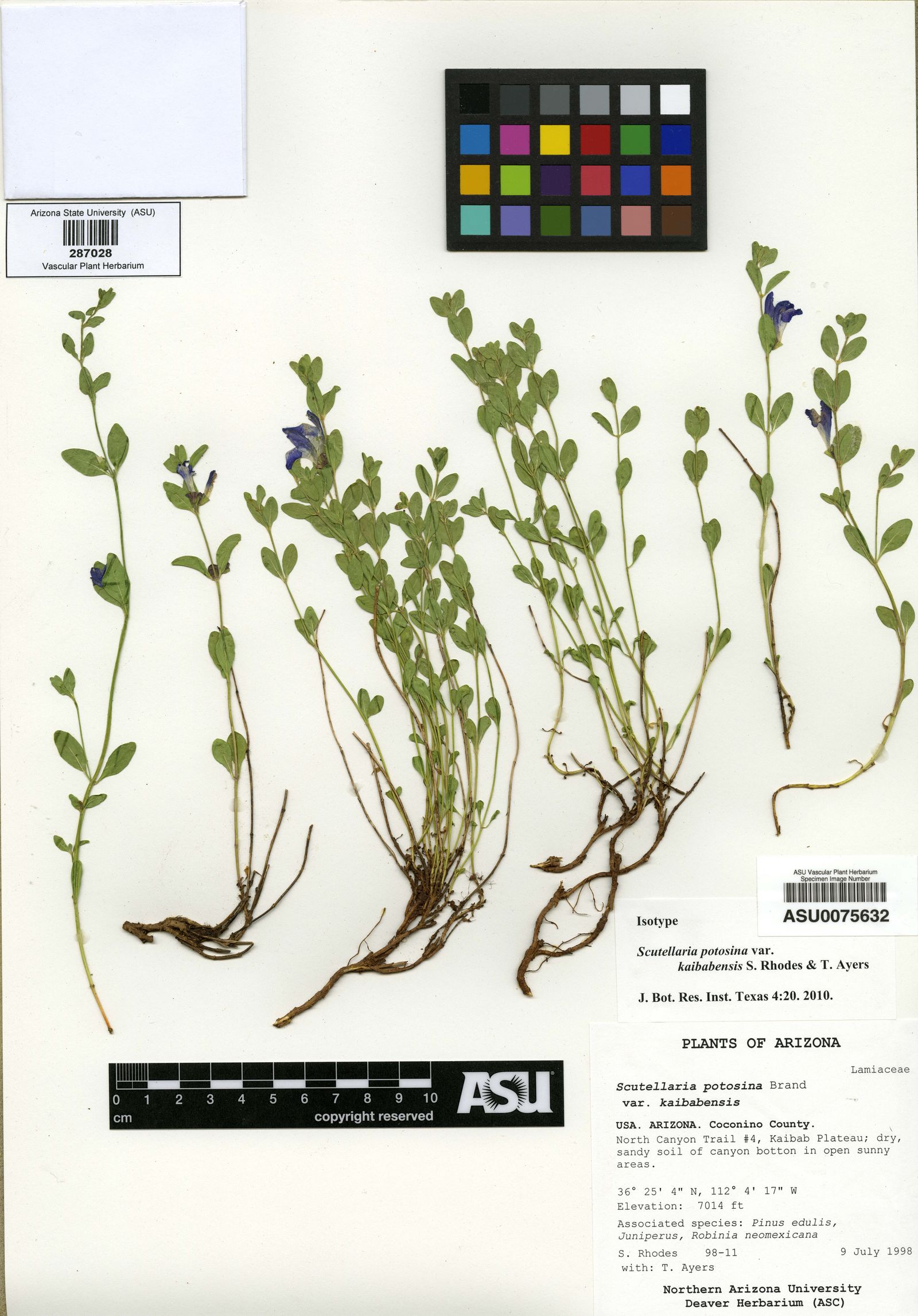 Scutellaria potosina var. kaibabensis image