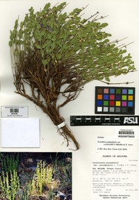 Scutellaria platyphylla image