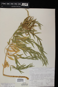 Amsonia tomentosa var. stenophylla image