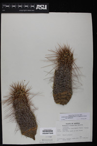 Echinocereus engelmannii subsp. engelmannii image