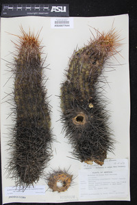 Echinocereus engelmannii image