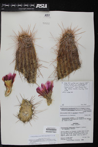 Echinocereus engelmannii subsp. engelmannii image
