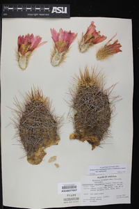 Echinocereus engelmannii subsp. engelmannii image