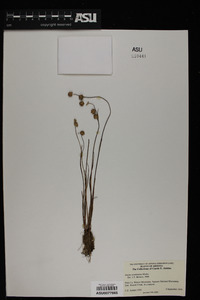 Juncus acuminatus image