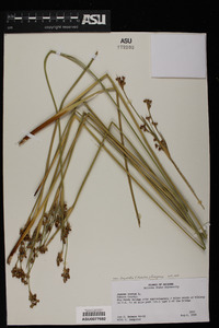 Juncus acutus subsp. leopoldii image