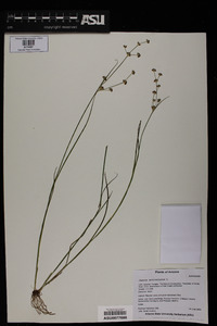 Juncus articulatus image