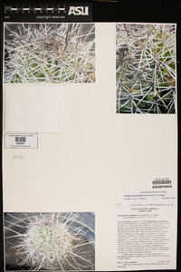 Echinocereus fendleri image