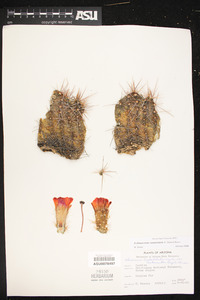 Echinocereus coccineus subsp. santaritensis image