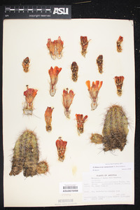 Echinocereus coccineus subsp. santaritensis image