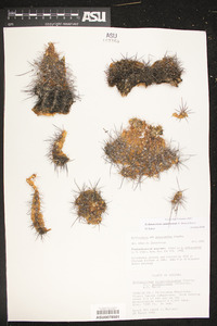 Echinocereus coccineus image