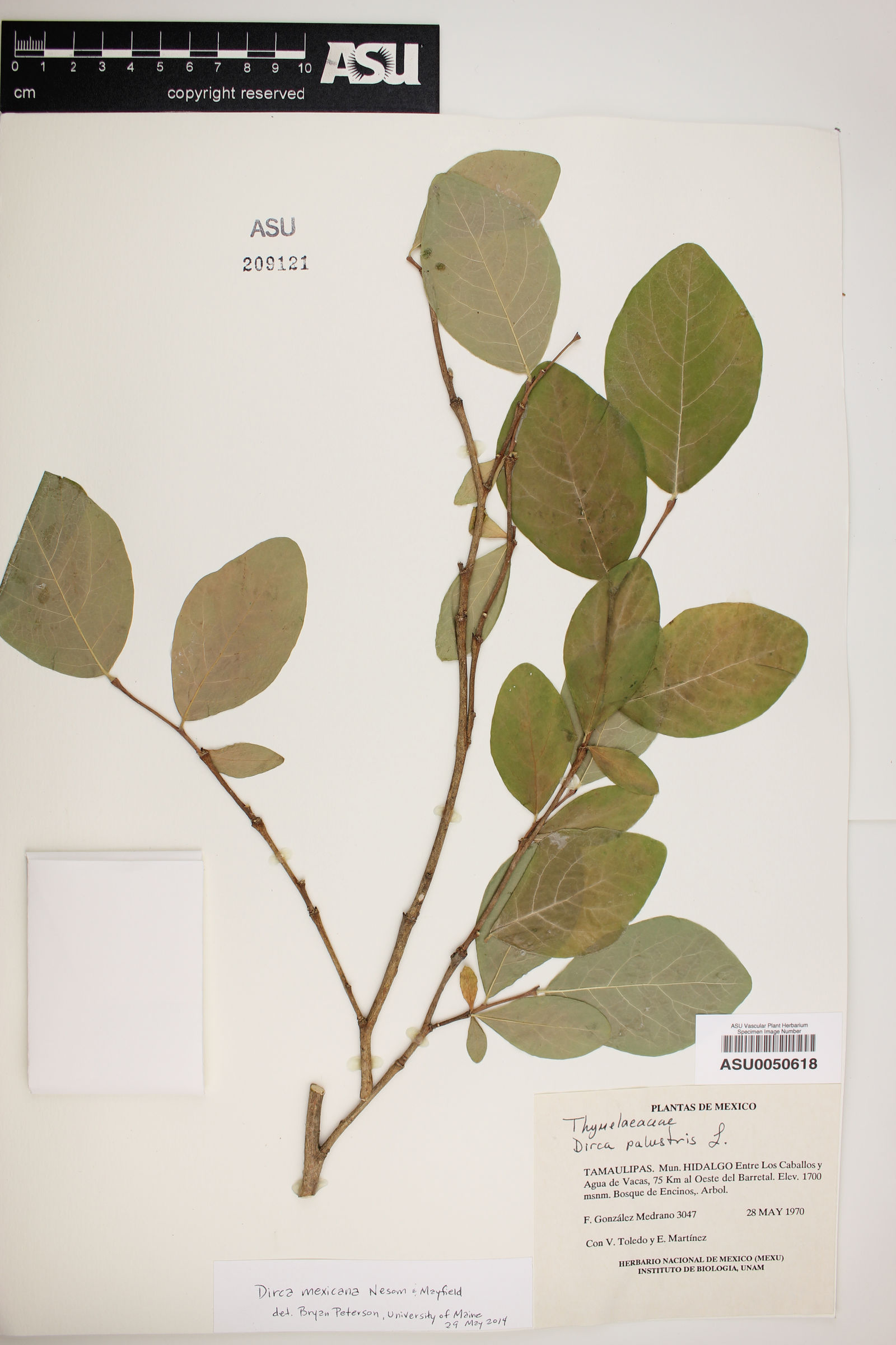 Dirca mexicana image