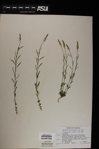 Polygala alba image