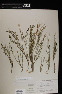 Hebecarpa barbeyana image