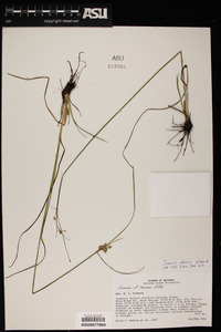 Juncus interior image