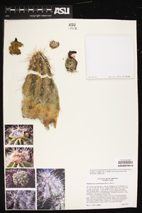 Echinocereus coccineus subsp. santaritensis image