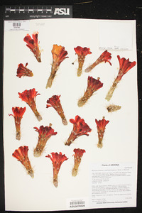 Echinocereus coccineus subsp. santaritensis image