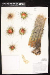 Echinocereus coccineus subsp. santaritensis image