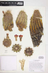 Echinocereus coccineus subsp. santaritensis image