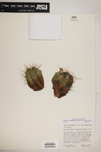 Echinocereus mojavensis image