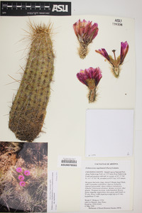 Echinocereus engelmannii image