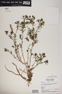 Mentzelia multiflora image