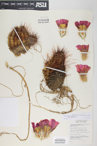 Echinocereus engelmannii image