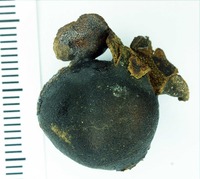 Psidium guayaquilense image