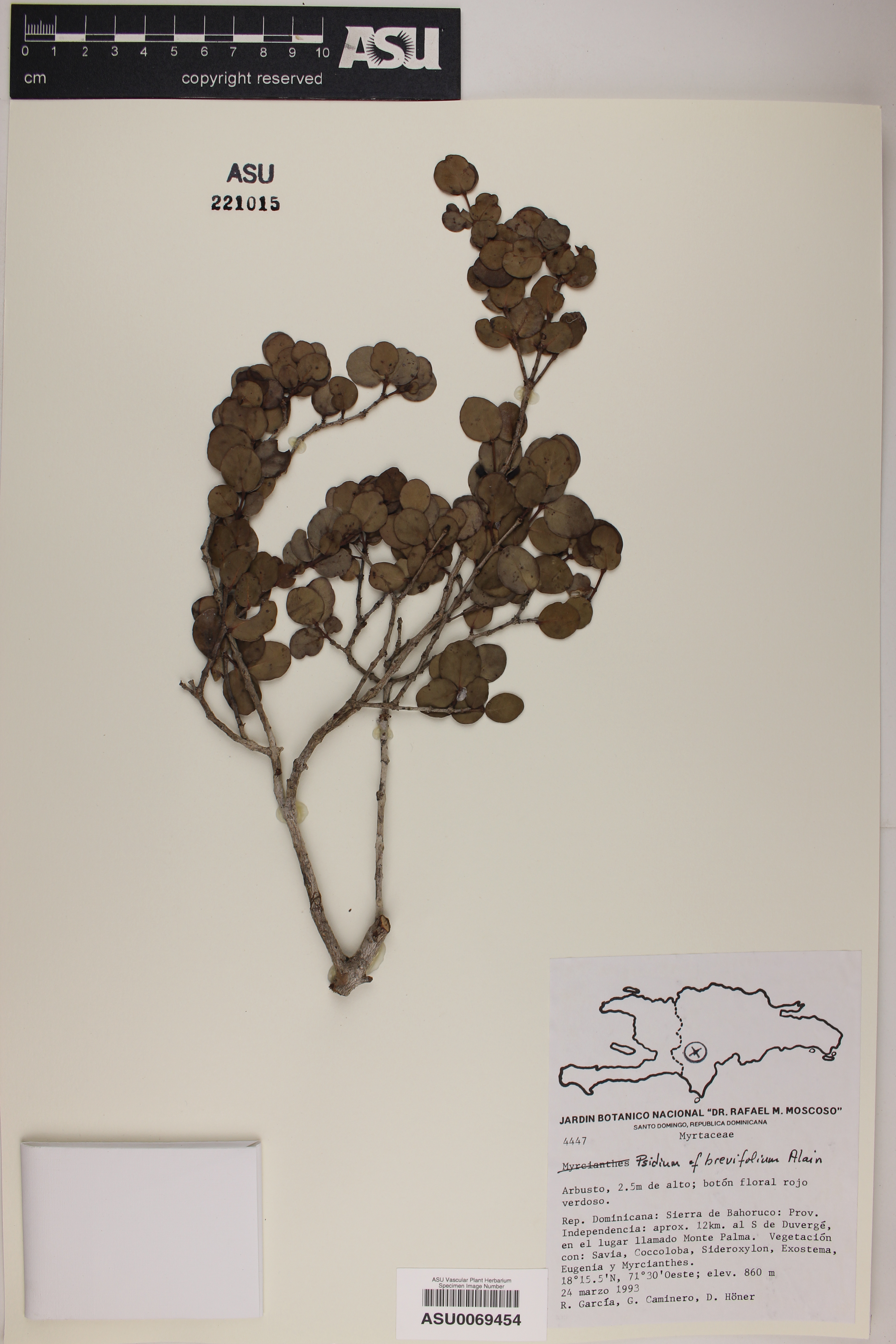 Psidium acranthum image