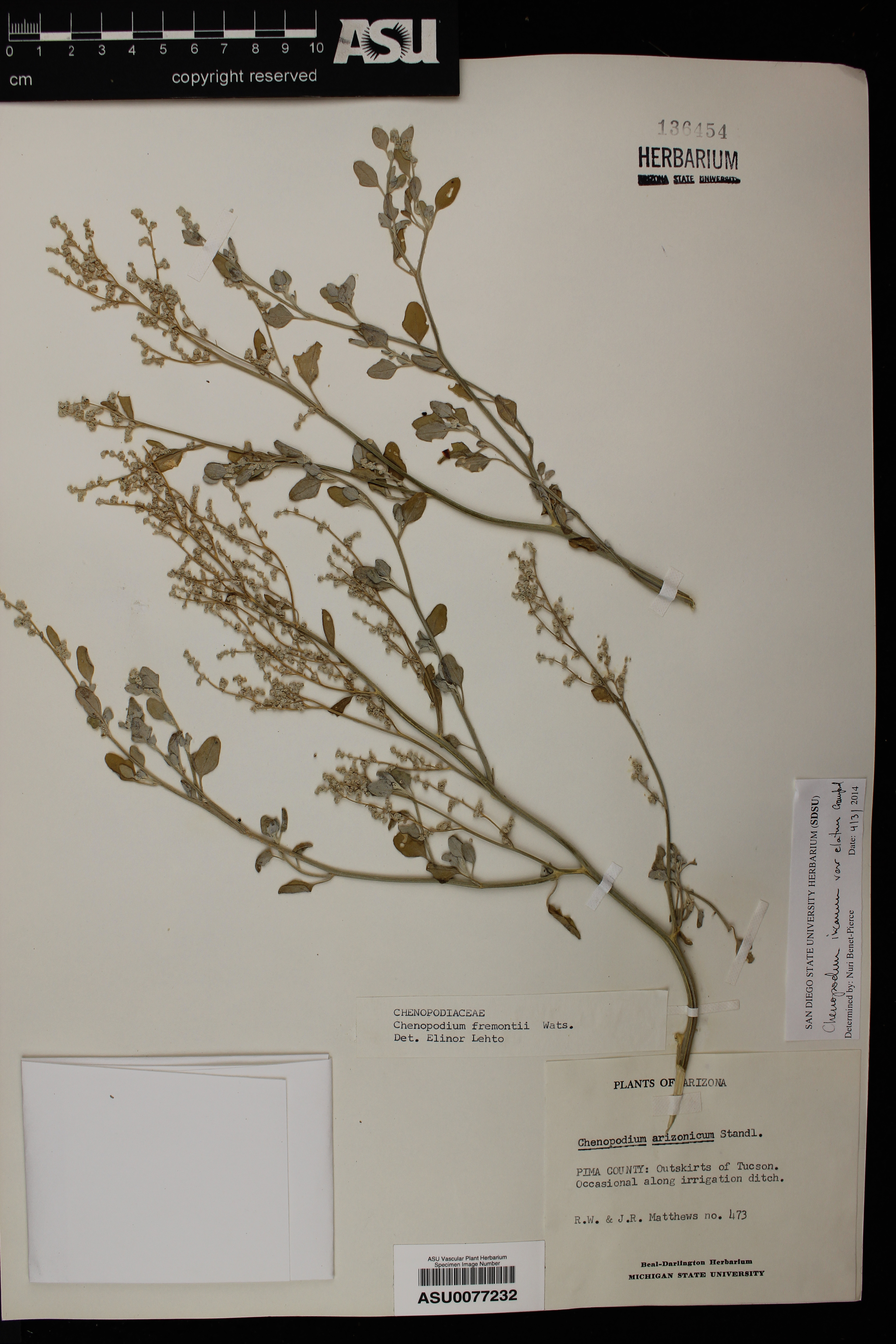 Chenopodium incanum var. elatum image