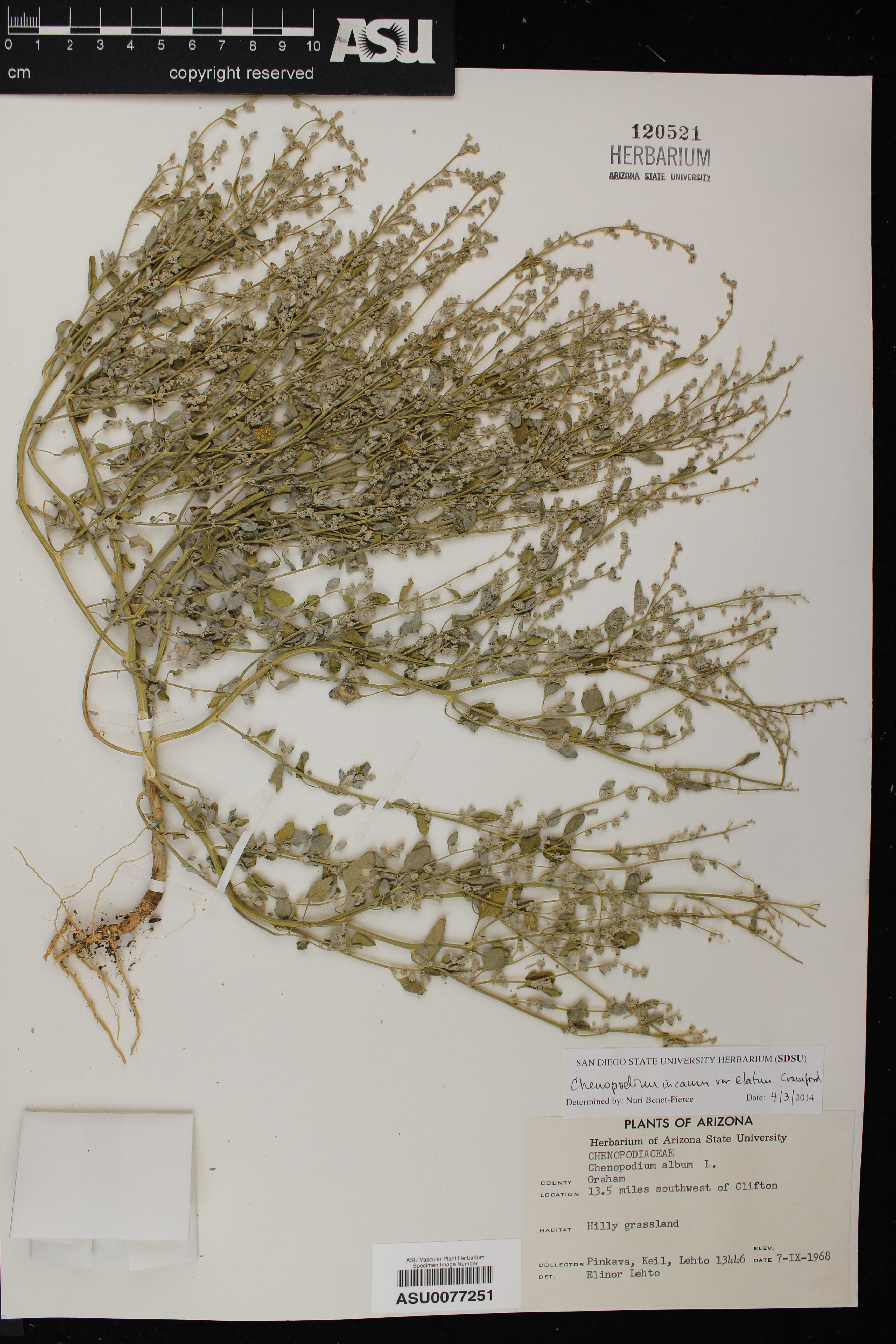 Chenopodium incanum var. elatum image