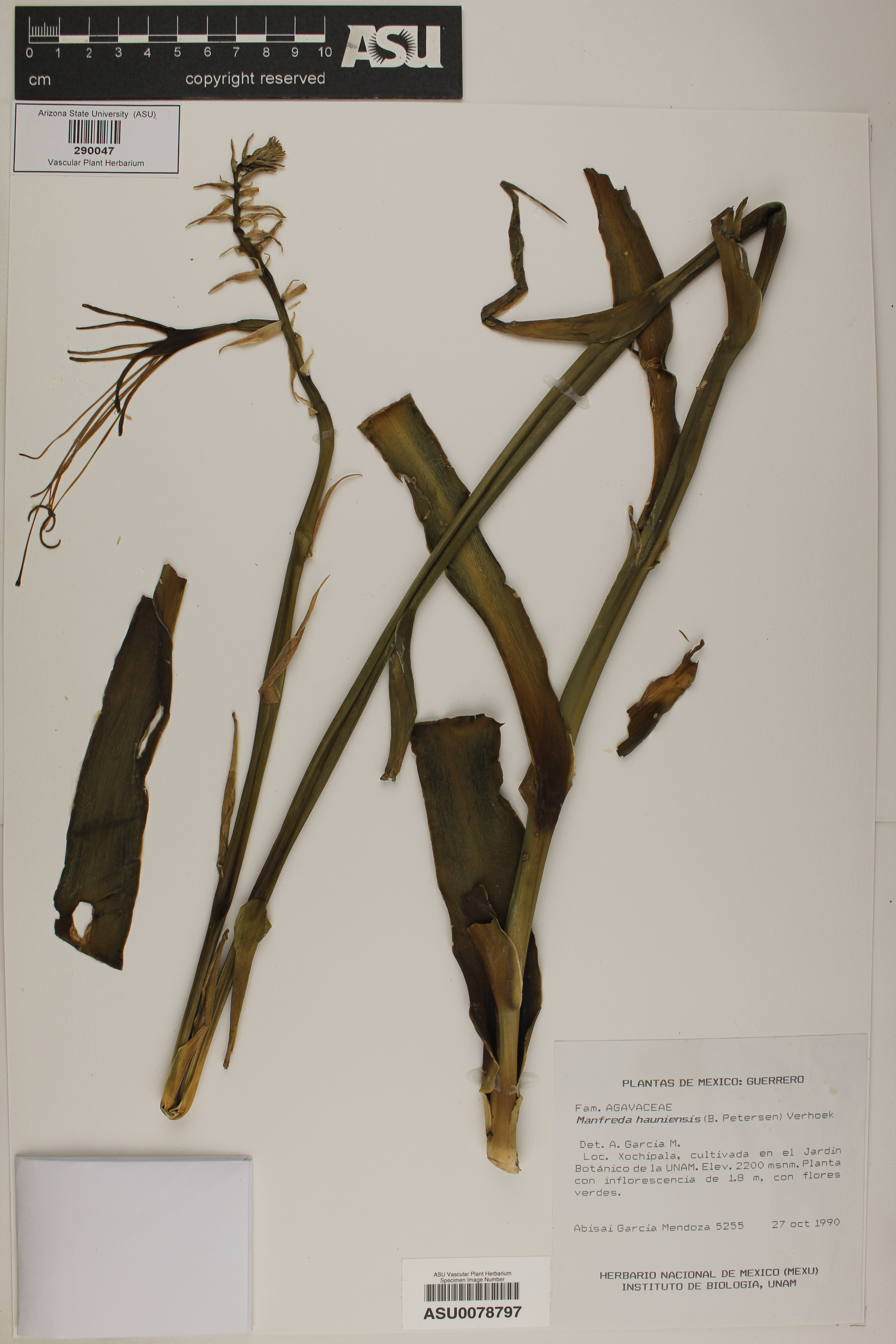 Manfreda hauniensis image