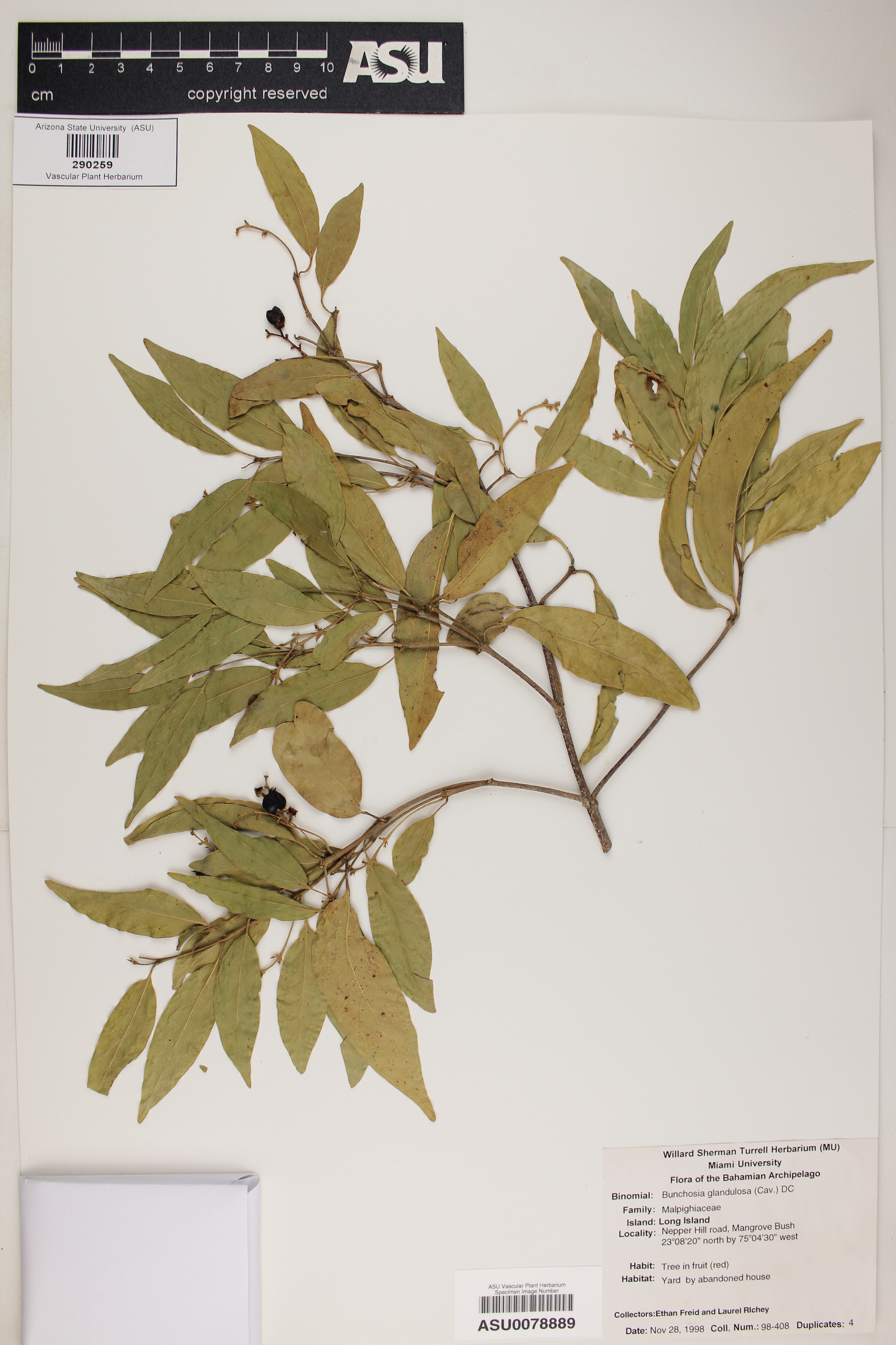 Bunchosia glandulosa image