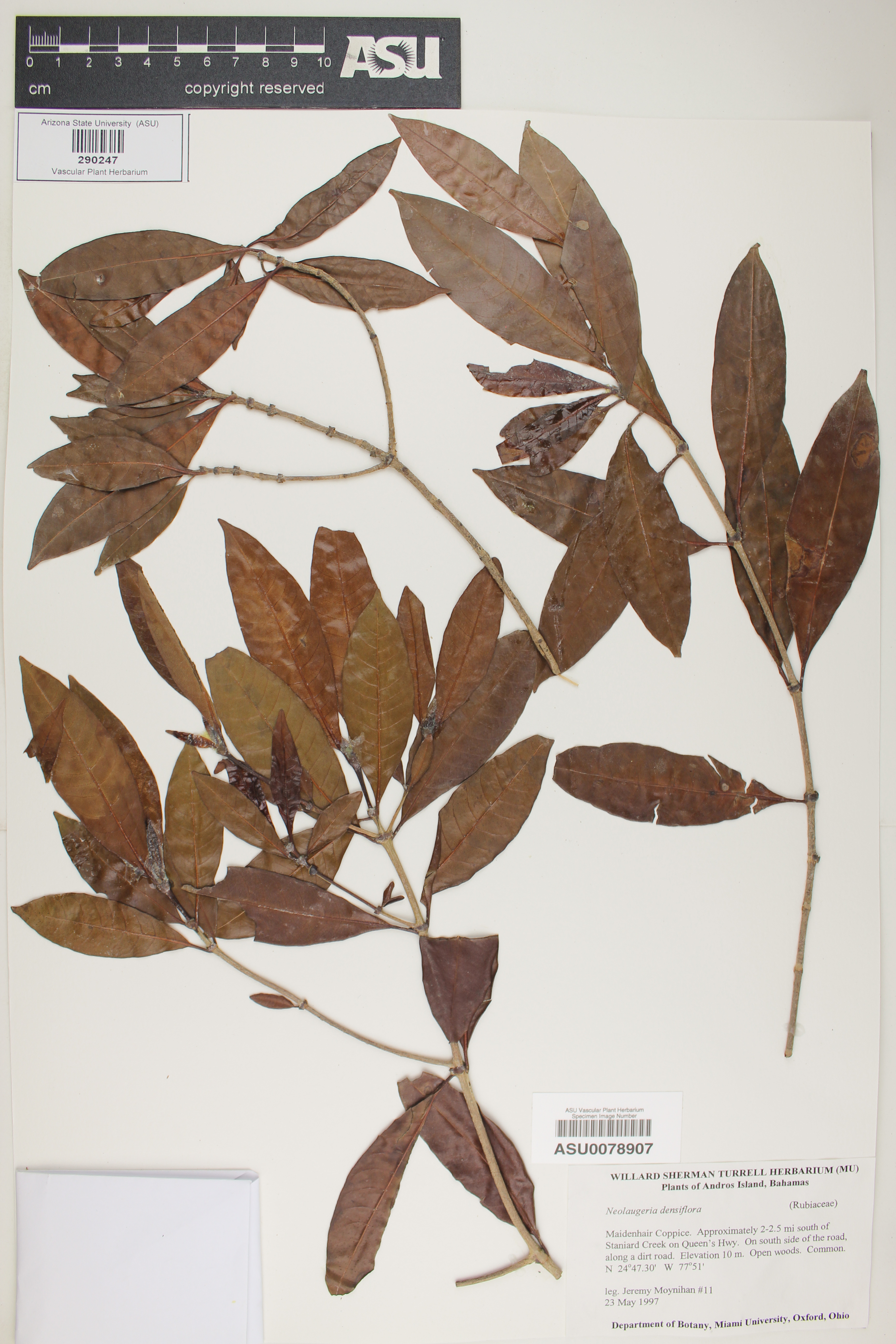 Neolaugeria densiflora image