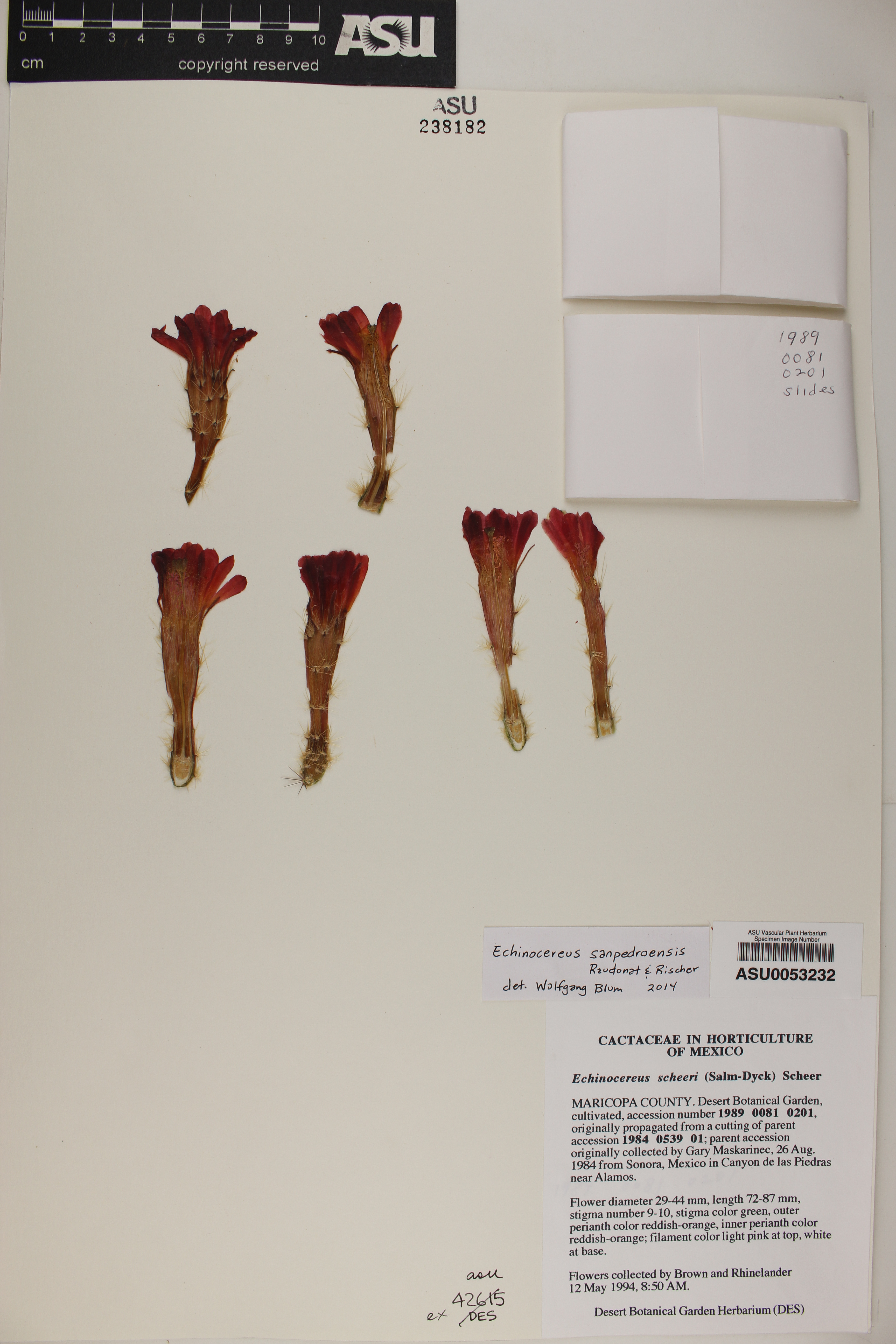 Echinocereus sanpedroensis image