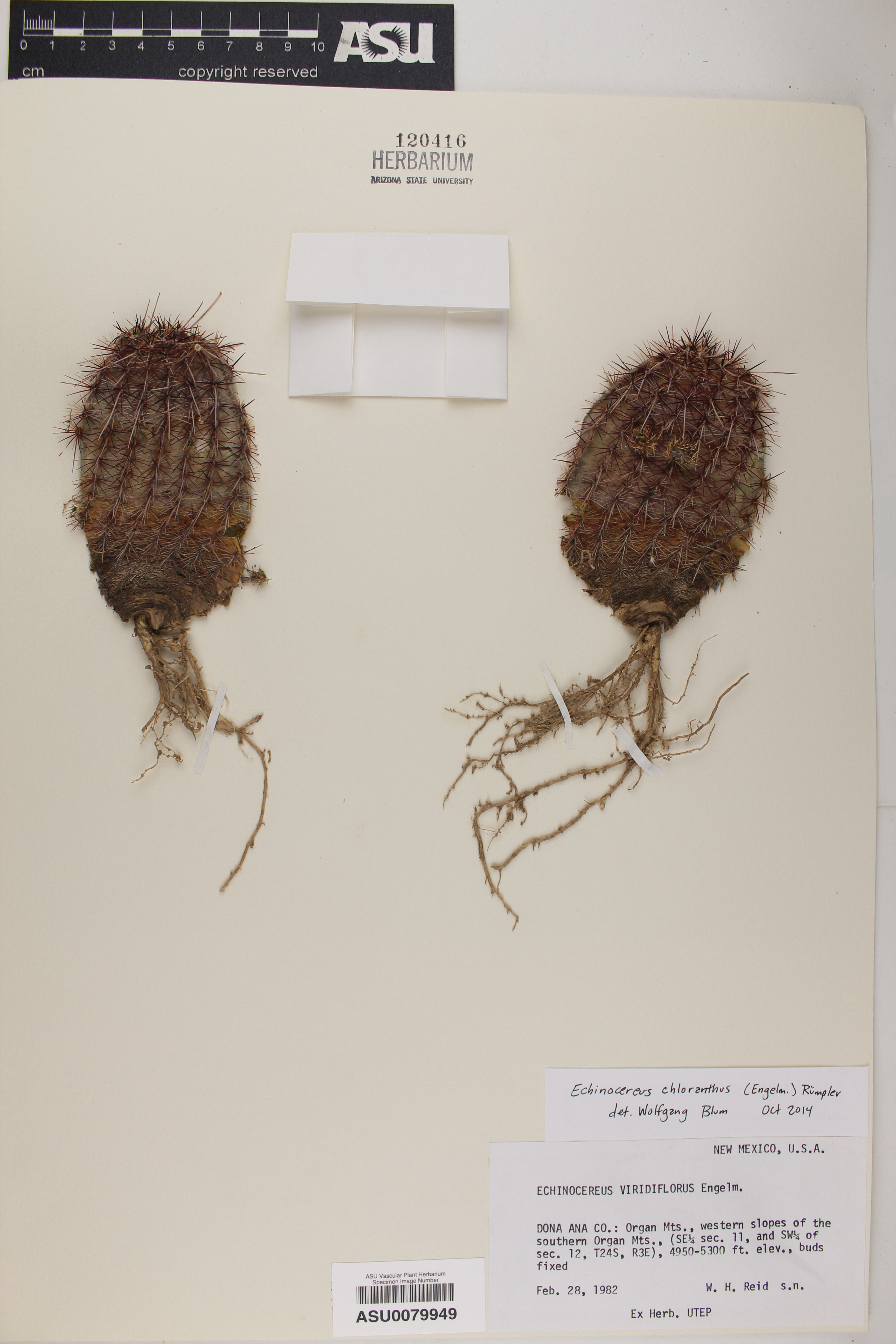 Echinocereus chloranthus image