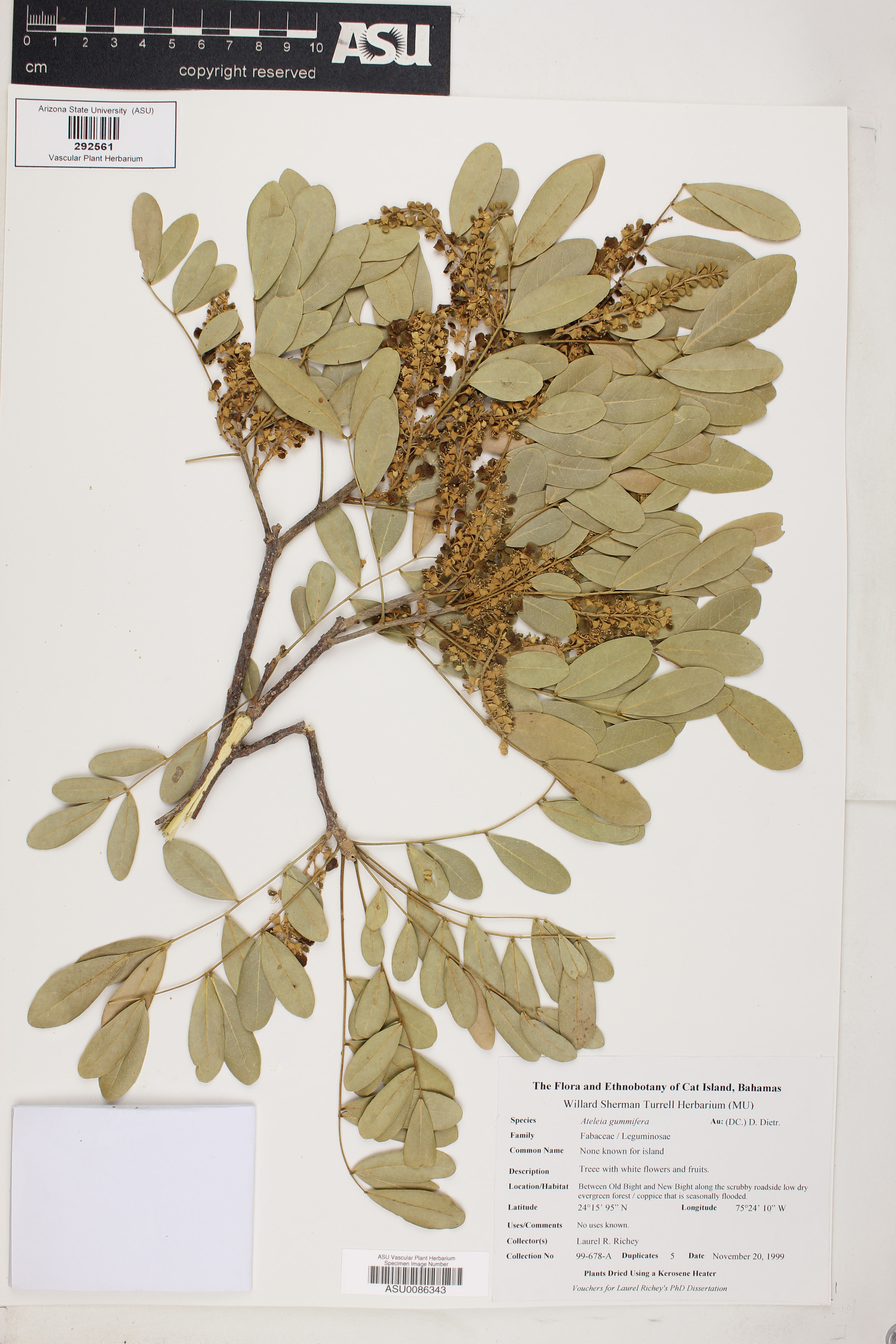 Ateleia gummifera image