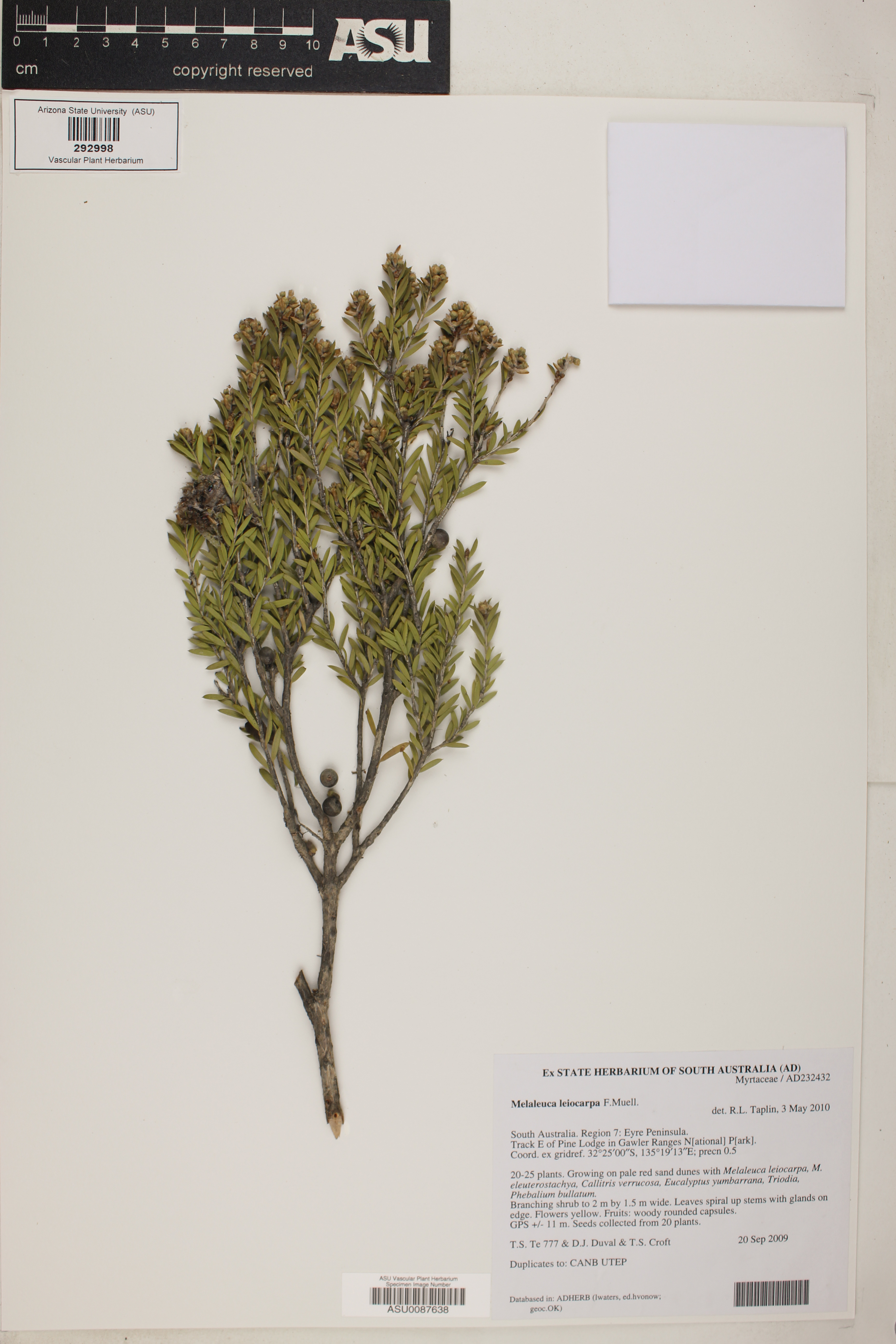 Melaleuca leiocarpa image