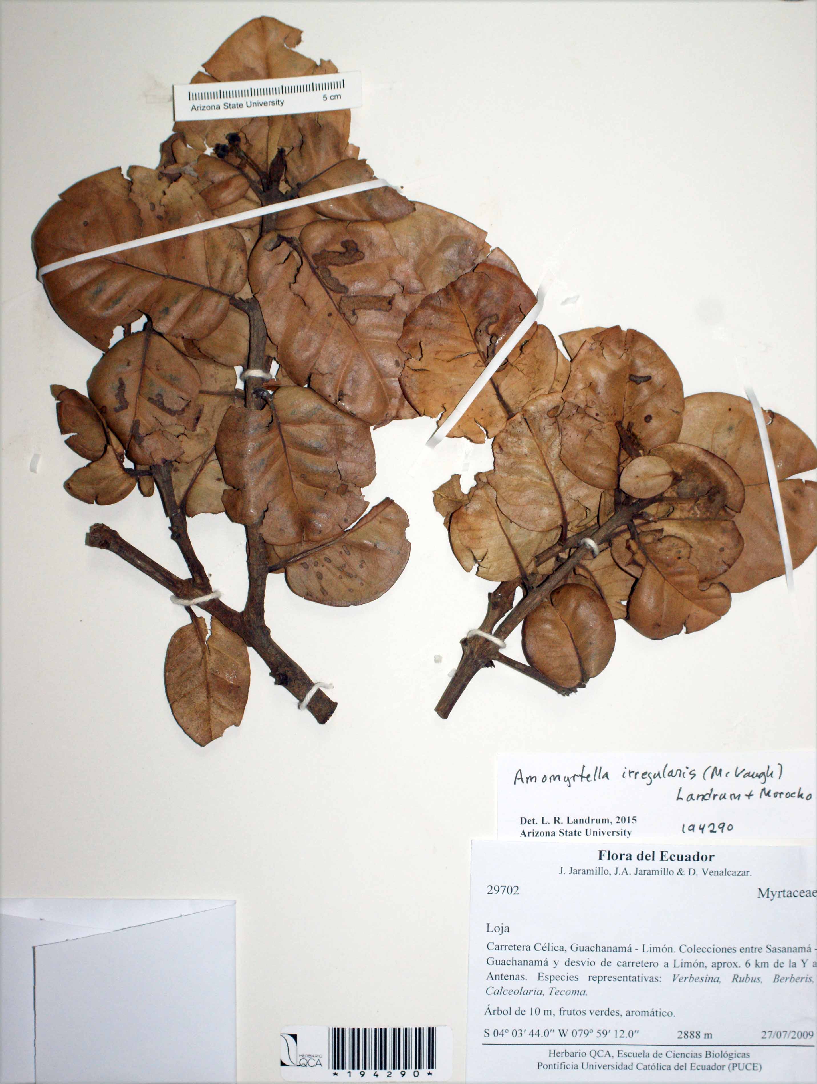 Amomyrtella irregularis image