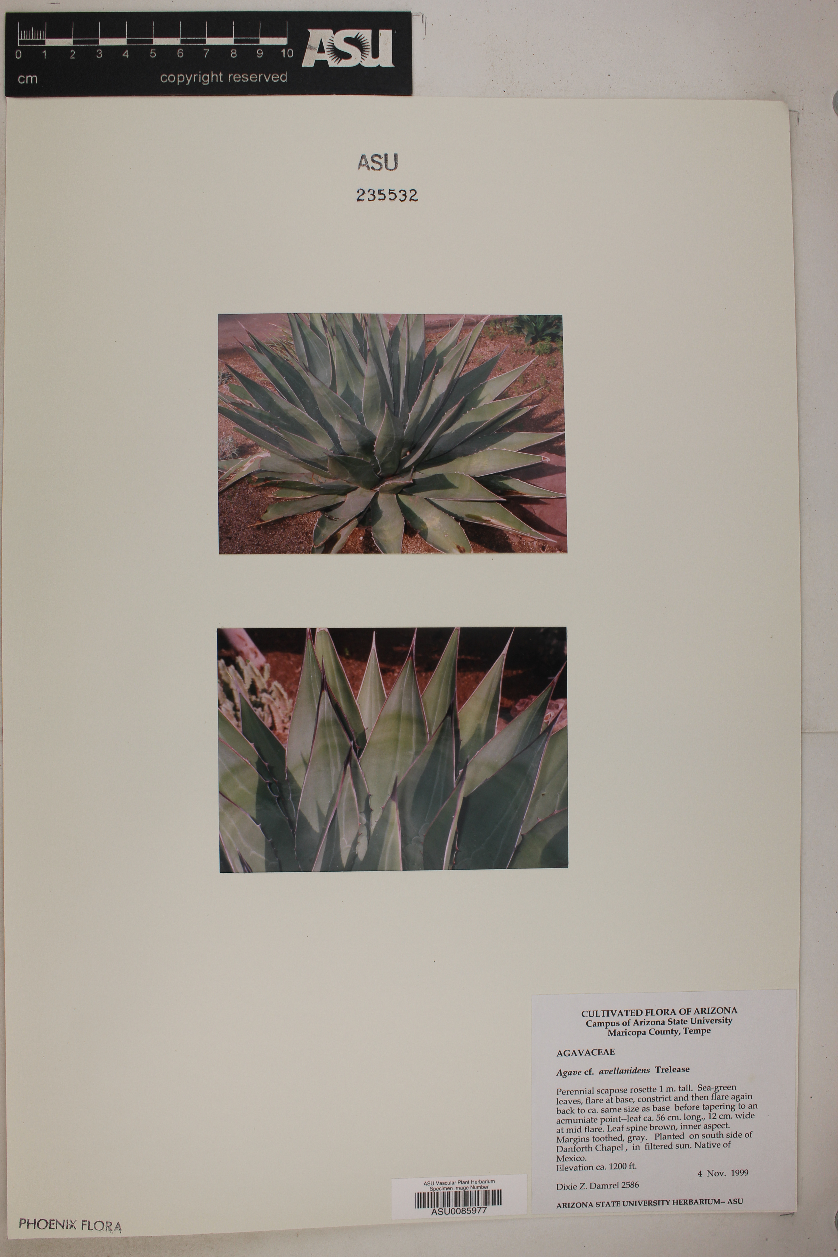 Agave avellanidens image