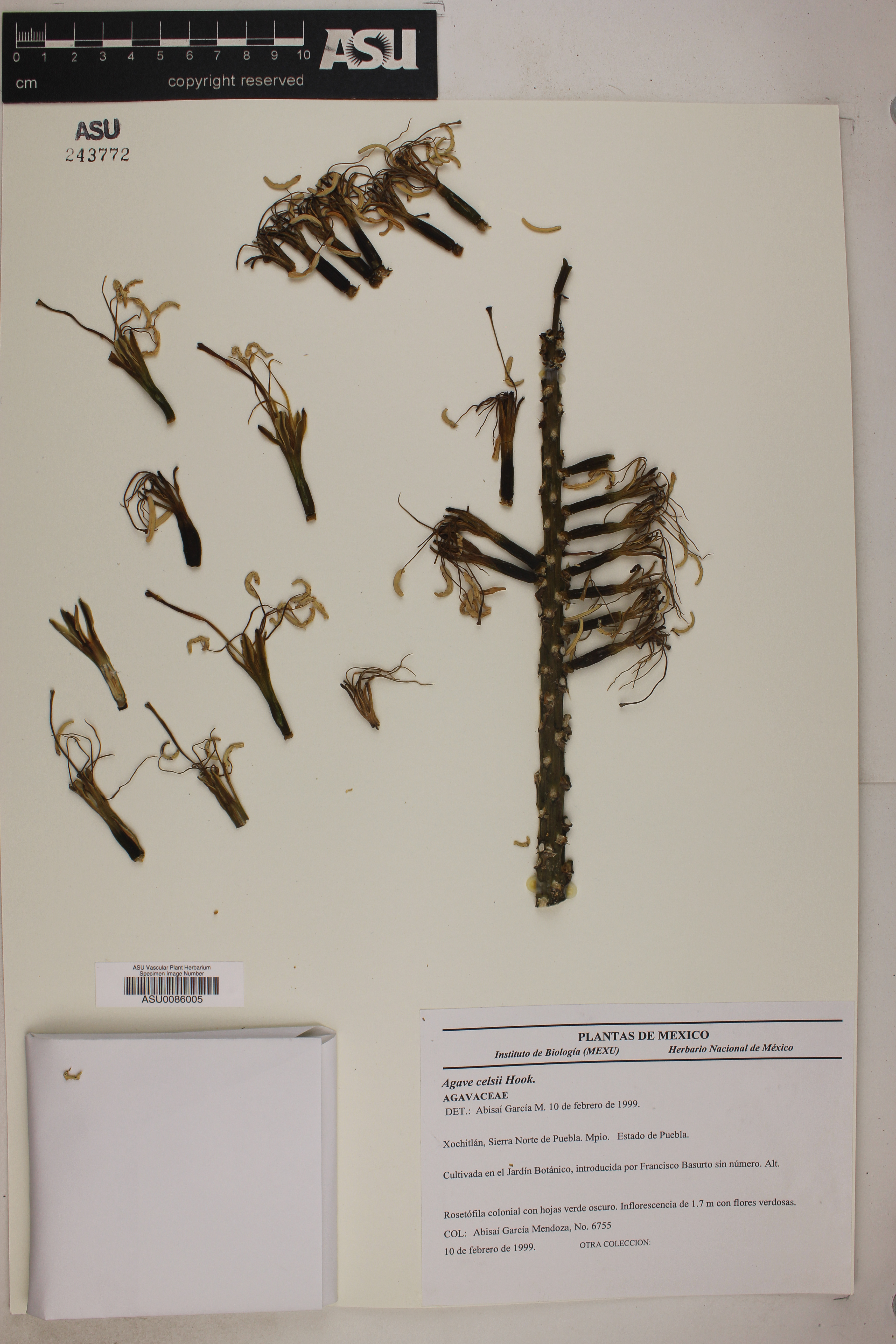 Agave mitis image