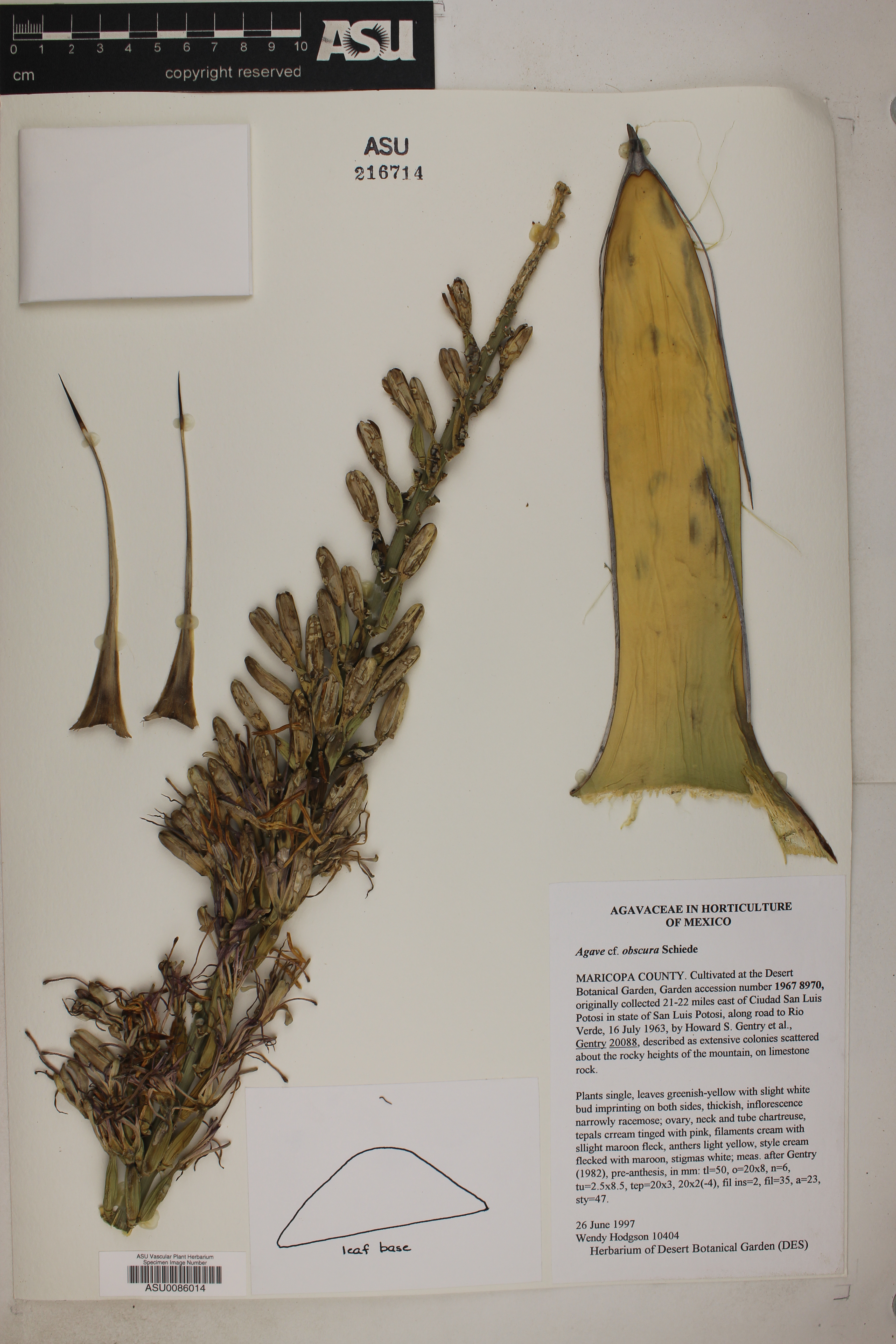Agave obscura image