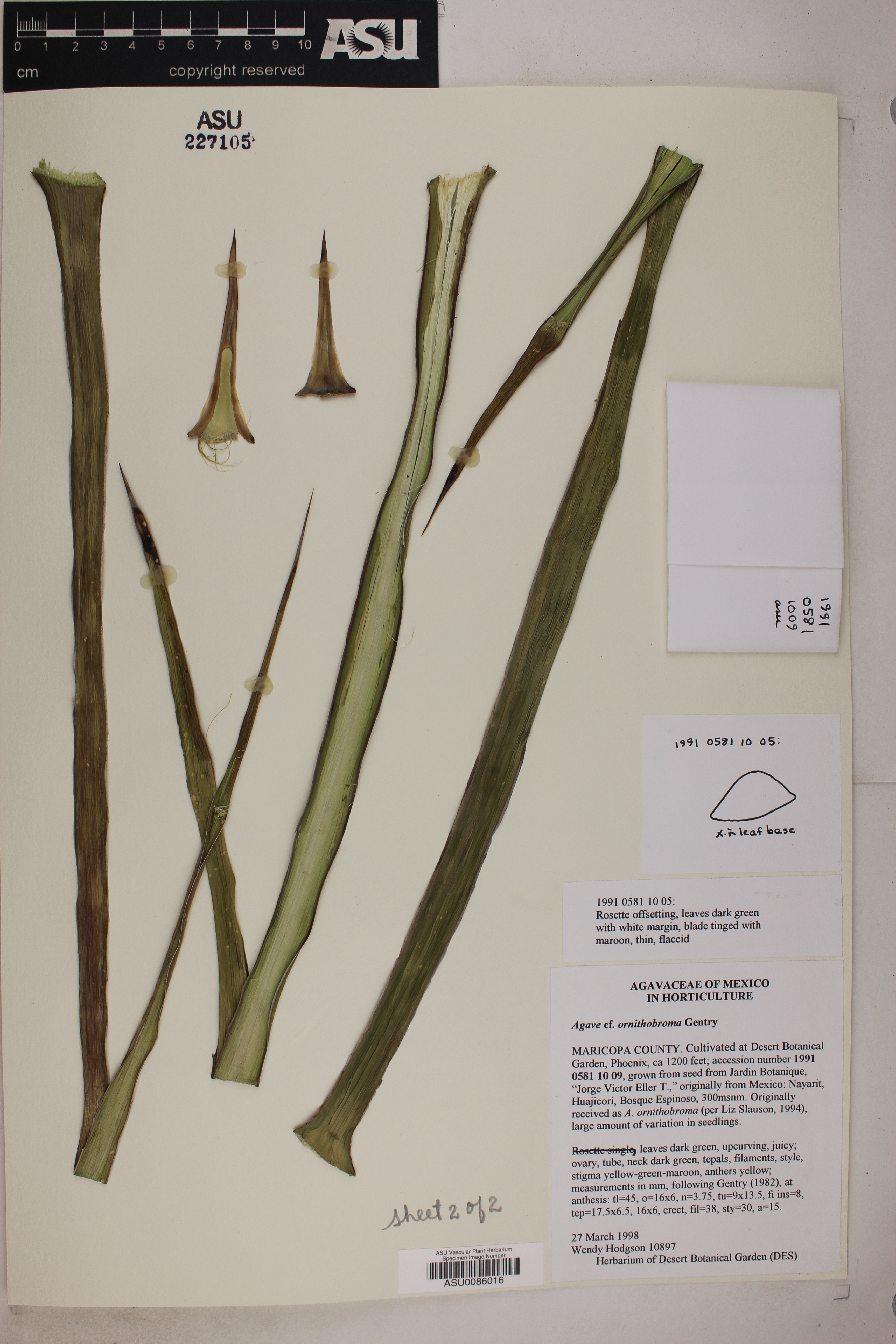 Agave ornithobroma image