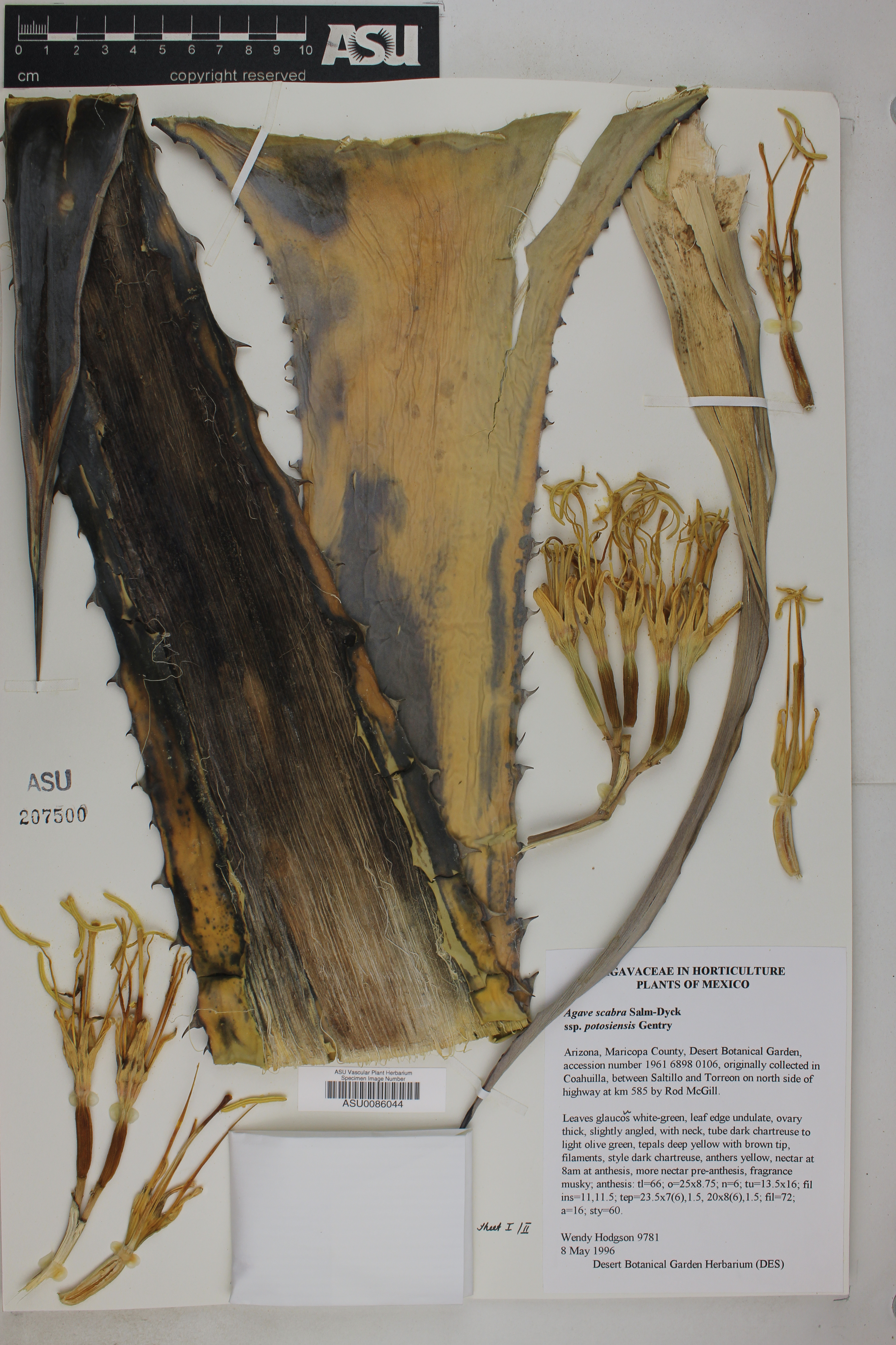 Agave asperrima subsp. potosiensis image