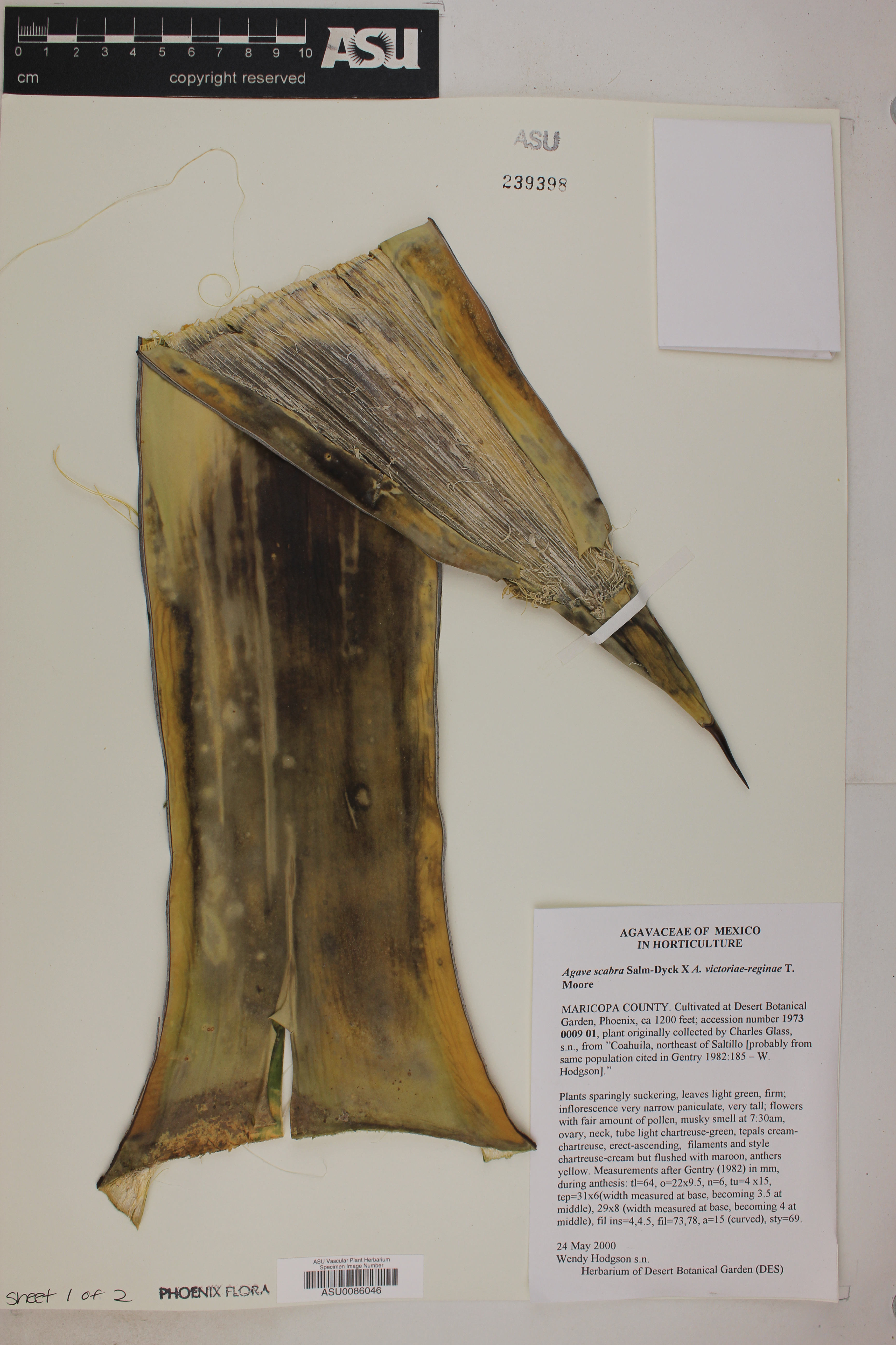 Agave scabra image