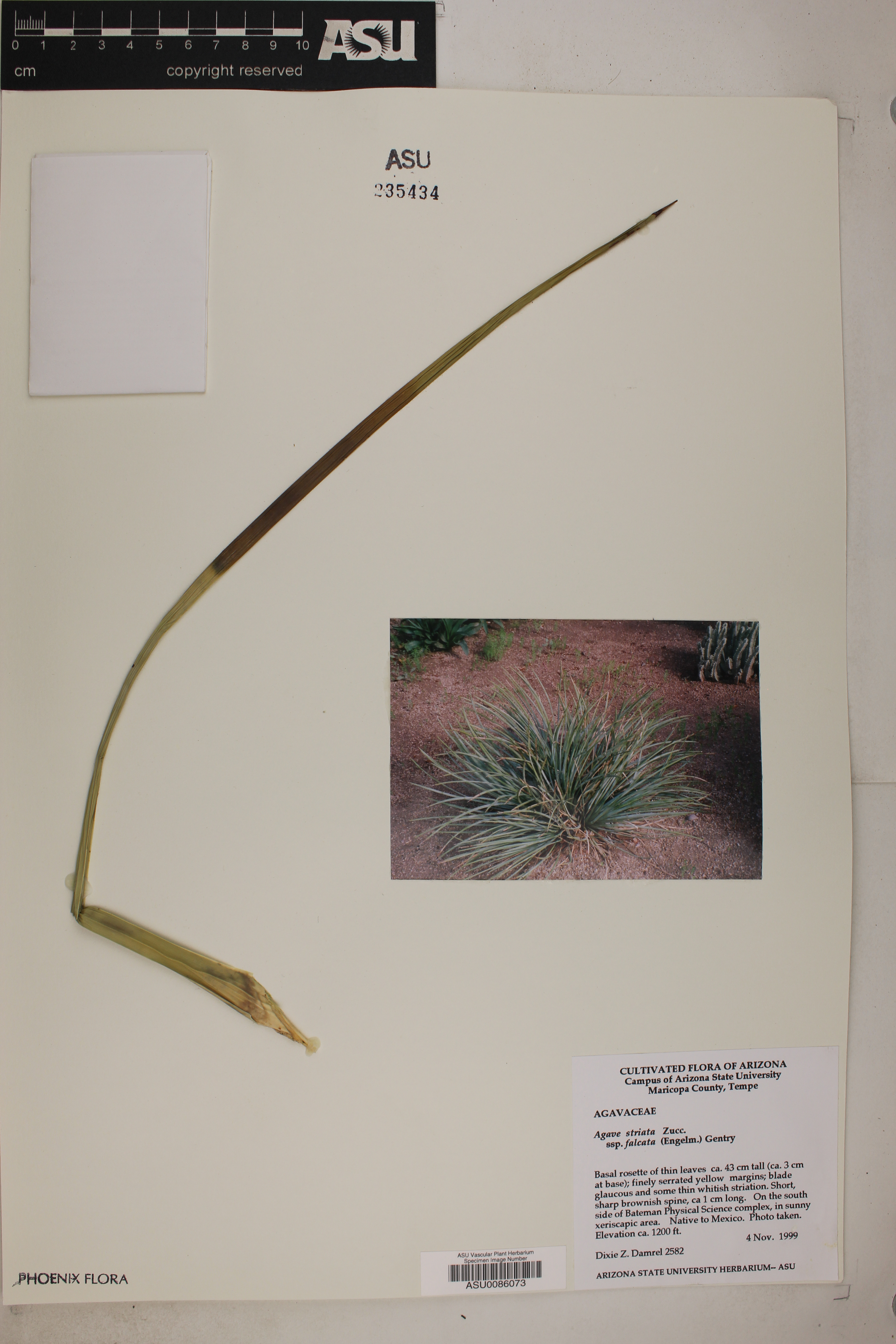 Agave stricta image