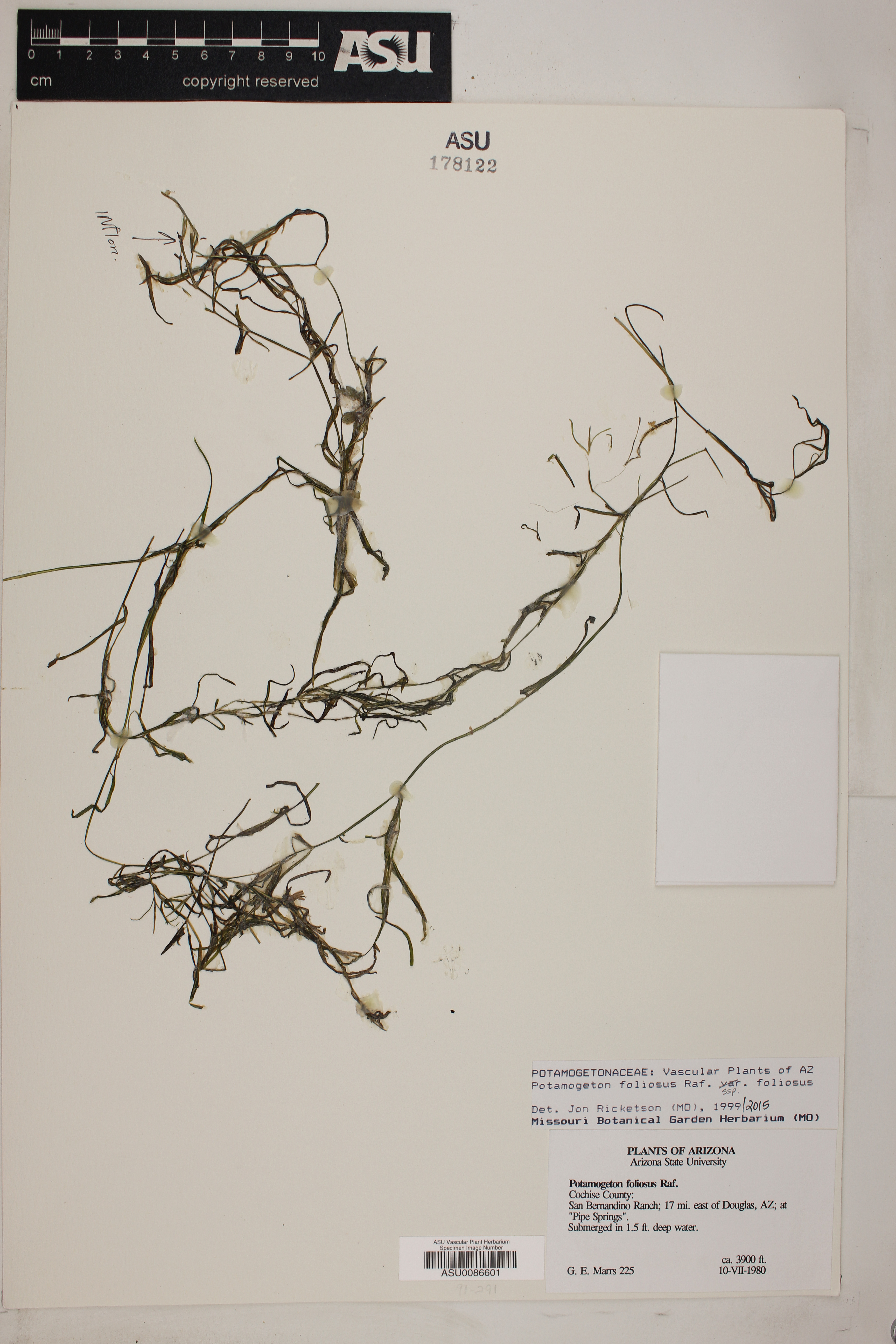 Potamogeton foliosus subsp. foliosus image