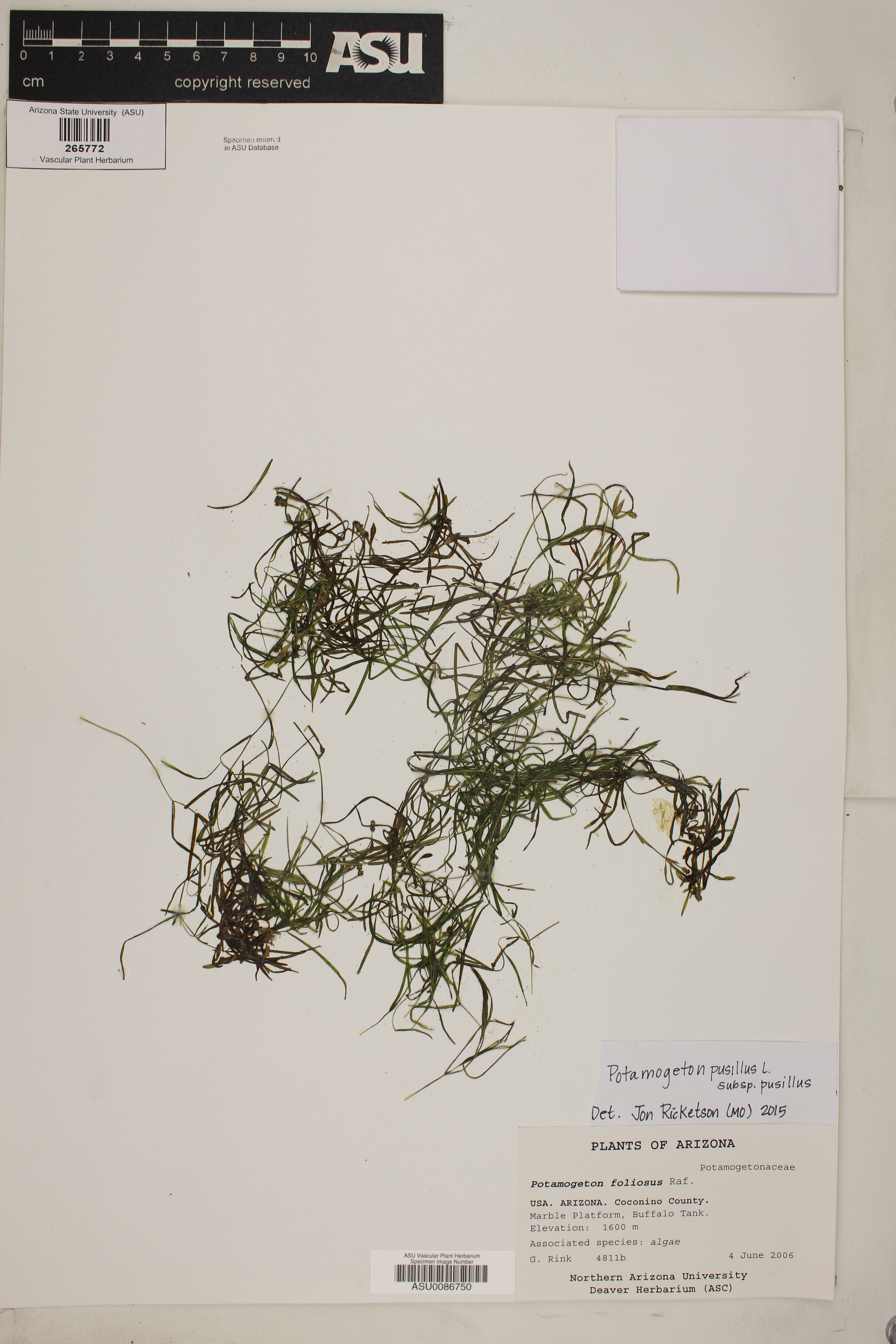 Potamogeton pusillus subsp. pusillus image